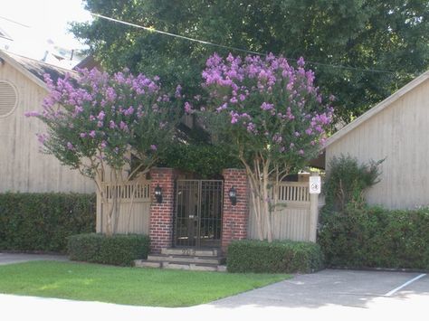 purple Crepe Myrtle Purple Crepe Myrtle, Purple Crape Myrtle, Garden Picture, Tropical House Plants, Crepe Myrtle, Crape Myrtle, Living Off The Land, Patio And Garden, Pretty Plants