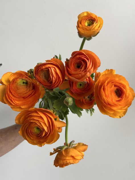 Renuculas Flower, Olive And Orange Wedding, Green And Orange Wedding Flowers, Orange Flower Arrangements Wedding, Runuculous Flower, Renuculas Bouquet, Citrus Bridal Bouquet, Types Of Orange Flowers, Ranaculus Flowers