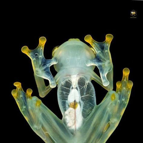 Passion In Macro on Instagram: "░F░E░A░T░U░R░E░D░ . We proudly present one of wonderful and stunning macro photography " Reticulated Glass Frog, The skin on the frog’s underside is see-through. So as the amphibian jumps you can view some of its internal organs, including its beating heart " *ᶜᵒʳʳᵉᶜᵗⁱᵒⁿ ᴵᴰ ᵂᵉˡᶜᵒᵐᵉ . 🌟 . Huge congratulations goes to 📷 @milanzygmunt 💌 Please take time to visit the beautiful gallery of this great photographer to give some love, support and 𝘀𝗲𝗲 𝗺𝗼𝗿𝗲 𝗱𝗲𝘁? Land Animals, Adopt Idea, Internal Organs, Glass Frog, Bio Art, Bug Art, Beating Heart, Silly Images, Great Photographers