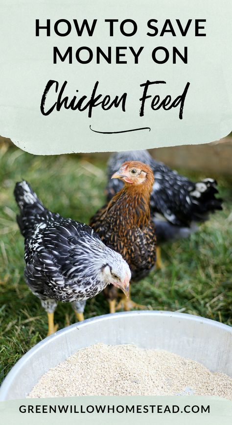 How To Set Up A Food Waste Recovery Program To Feed Your Chickens And Save On Feed Costs - Green Willow Homestead Aesthetic Chicken Coop, Aesthetic Farm Animals, Chicken Feed Recipe, Chicken Feed Diy, Farming Aesthetic, Farm Life Aesthetic, What To Feed Chickens, Organic Chicken Feed, Aesthetic Chicken