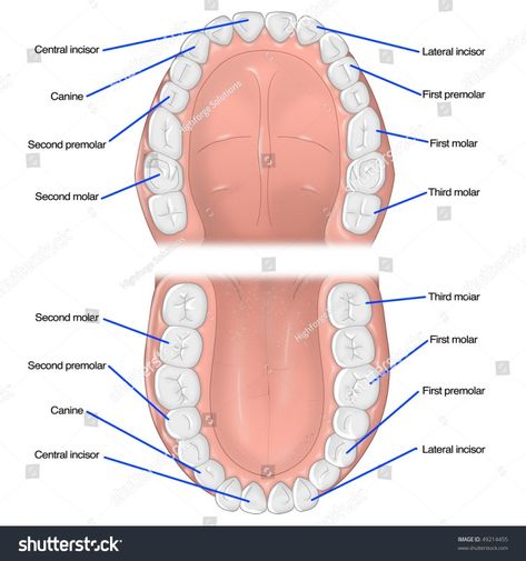 Mouth Diagram, Teeth Diagram, Dental Care, Study Tips, Stock Illustration, New Baby Products, For Kids, Stock Photos, For Sale