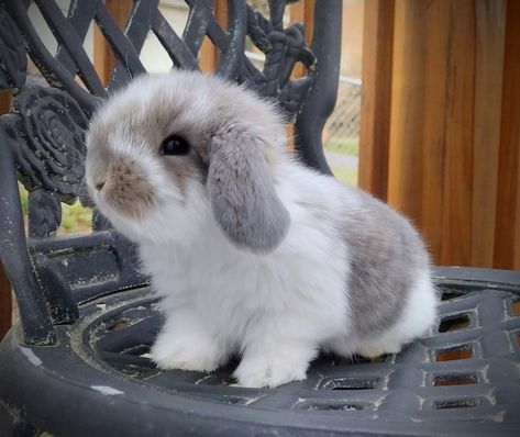 French Lop Bunny, Mini Lop Bunny, Bunny Breeds, American Fuzzy Lop, French Lop, Aesthetic Bunny, Mini Lop Bunnies, Mini Lop Rabbit, Lop Bunnies