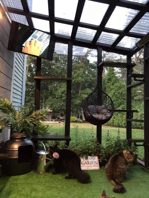 Cat Yard Ideas, Cat Rooms Outdoor, Backyard Cat Enclosure, Outdoor Catio Cat, Catio Attached To House, Screened In Porch For Cats, Catio Aesthetic, Diy Catios For Cats Cheap, Cat Patio Ideas