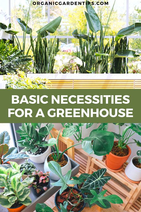 School Greenhouse Ideas, Tropical Plants For Greenhouse, Diy Greenhouse Decor, Growing In A Greenhouse Tips, Best Plants To Grow In Greenhouse, Zone 7 Greenhouse, Small Greenhouse Set Up, Best Greenhouse Plants, Greenhouse Growing Ideas