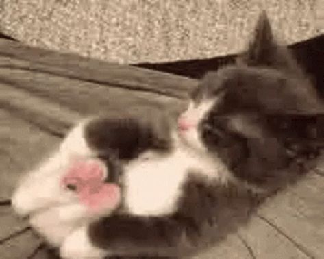 Kitty Yoga GIF - Kitty Yoga - Discover & Share GIFs Cat Pfp Gif, Spoiled Pets, Burmilla, Cat Stretching, Kitten Gif, Cute Cat Gif, Happy Dance, Cute Cats And Kittens