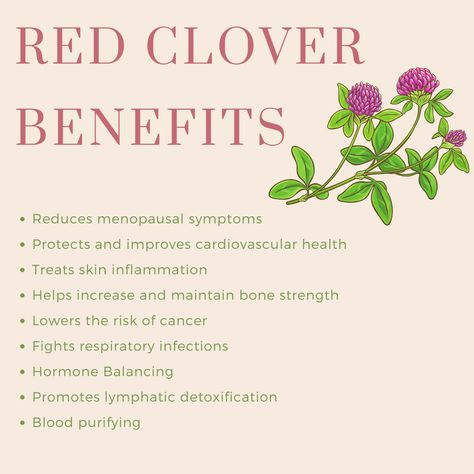 Epimedium Benefits, Red Clover Benefits For Women, Saw Palmetto Benefits Woman, Red Clover Tea Benefits, Clover Benefits, Benefits Of Red Clover, Red Clover Benefits, Vitamin Foods, Health Treats