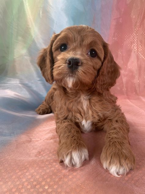 Dark Red Cockapoo Puppies for Sale in Iowa, $1200, Puppies Available! Miniature Cocker Spaniel Puppies, Miniature Cocker Spaniel, Red Cockapoo, Cockapoo Breeders, Cockapoo Puppies For Sale, Cockapoo Puppies, Cocker Spaniel Puppies, Cocker Spaniels, Spaniel Puppies