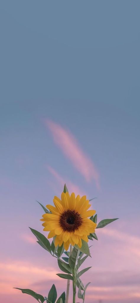 Flowers Photography Wallpaper, Beautiful Wallpaper For Phone, Flower Iphone Wallpaper, Sunflower Wallpaper, Cute Flower Wallpapers, Wallpaper Nature Flowers, Pretty Landscapes, Flower Background Wallpaper, Simple Wallpapers