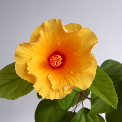 China Rose Flower, Rose Growing, Flower Indoor, Hibiscus Rosa Sinensis, Rose Care, China Rose, Fertilizer For Plants, Rose Images, Growing Roses