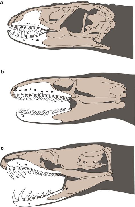 Snake Anatomy, Ancient Snake, Animal Skeleton, Animal Sketch, Dragon Skull, Animal Skeletons, Cretaceous Period, Animal Supplies, Jurassic World Dinosaurs