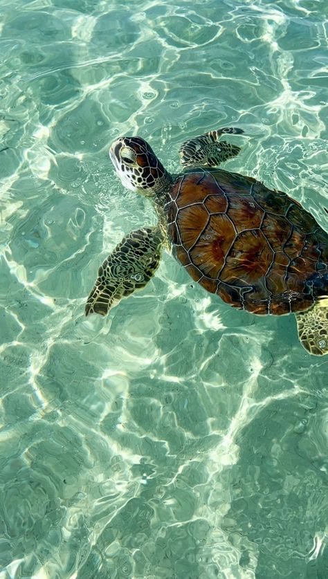 Preppy Sea Turtle, Sea Turtle Wallpaper Aesthetic, Island Aesthetic Wallpaper, Green Beach Aesthetic, Sea Animals Aesthetic, Sea Green Aesthetic, Bahamas Aesthetic, Island Turtle, Sea Turtles Photography