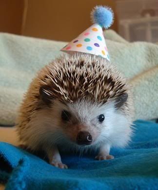 20 Animals Celebrating Their Birthdays Cutest, ever...... What Animal Are You, Happy Birthday Animals, Hedgehog Birthday, Hedgehog Pet, Baby Hedgehog, A Hedgehog, Cuddly Animals, Party Animals, Cute Hedgehog