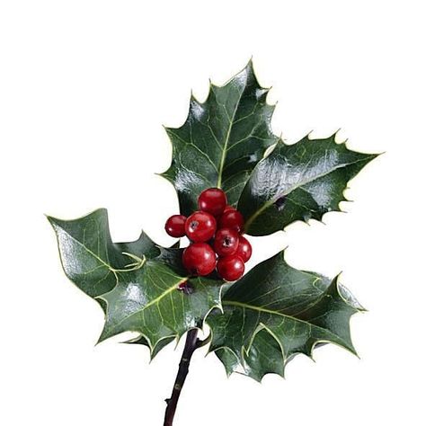 Holly Leaves And Berries Painting, Leather Wreath, Holly Aesthetic, Christmas Botanicals, Holly Bush, Christmas Foliage, Holly Leaves And Berries, Christmas Leaves, Winter Leaves