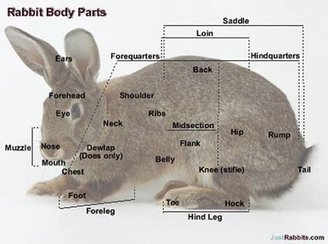 Knowing what something is called on your rabbit is a big deal! Rabbit Anatomy, Bunny Homes, Mini Rex Rabbit, Rabbit Information, Show Rabbits, Pet Rabbit Care, Lionhead Rabbit, Rabbit Farm, Meat Rabbits