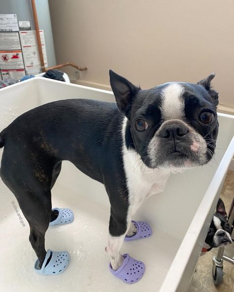 Boston Terriers, Tumblr, Boston Terrier Funny, Bully Breeds Dogs, Boston Terrier Lover, Taking A Bath, Boston Terrier Love, Boston Terrier Dog, Girl And Dog