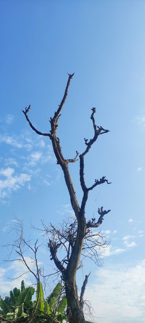 Fresh Sky And Dry Tree Tree Snap, Dry Tree, Sky View, Tree Photography, Tree Wallpaper, Sky Photography, Cuba, Hd Wallpaper, Photography