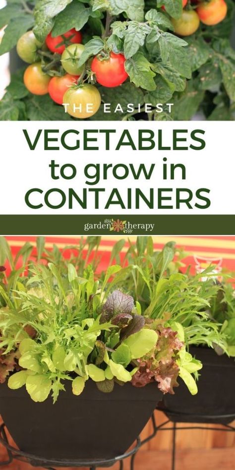 Growing Vegetables in Containers - These Are The Easiest Ones Grow Your Own Vegetables Small Spaces, How To Container Vegetable Garden, Vegetable Garden Pots Container, Growing Fruit And Vegetables In Pots, Growing Veg In Pots, Pot Plant Vegetable Garden, How To Container Garden, Flower Pot Vegetable Garden Ideas, Veggie Gardens For Small Spaces