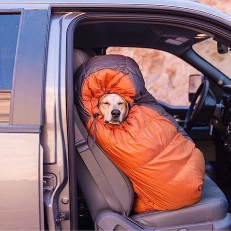 Photos of Dogs Camping Dogs Camping, Dogs Products, Camping With Dogs, Camping Photography, Dog Camping, Dog Adventure, Dog Travel, Dog Photos, Tent Camping