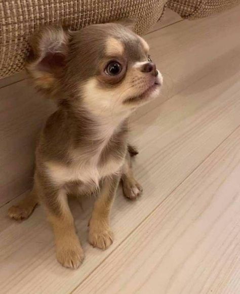 I Love My Chihuahua Chiwawa Puppy, Chiwawa Chihuahuas, Chihuahua Teacup, Psy Chihuahua, Teacup Chihuahua Puppies, Tattoo Dog, Chihuahua Puppies For Sale, Baby Chihuahua, Chihuahua Funny