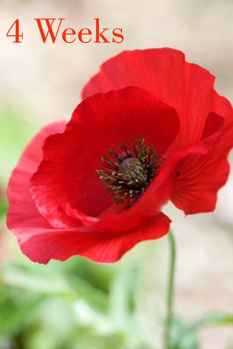 Poppies Tattoo, Poppy Art, Poppy Painting, Watercolor Flower Art, Poppy Flower, Red Flower, Flower Photos, Red Poppies, Love Flowers