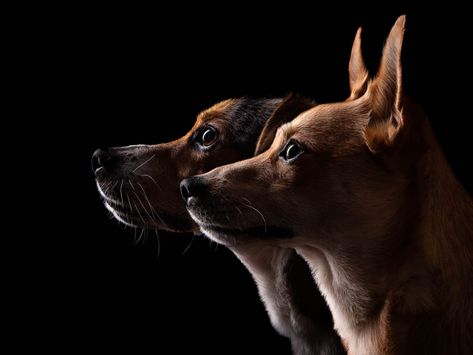 Dog Photography Studio, Family Dog Photos, Pet Photography Poses, Dog Portrait Photography, Animal Photoshoot, Fine Photography, Dog Photograph, Beautiful Dog, Pet Photography