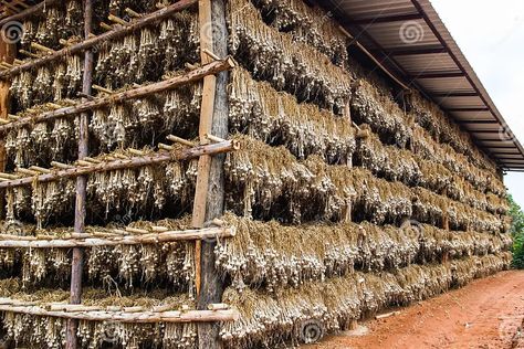 Dry Garlic in the Warehouse Stock Image - Image of leaf, organic: 40820587 Farmers Market Garlic Display, Garlic Farming For Profit, Wild Garlic Flowers, When Is Garlic Ready To Harvest, Medicinal Properties Of Garlic, Garlic Farm, Leaf Images, Stock Photography Free, Screen Savers