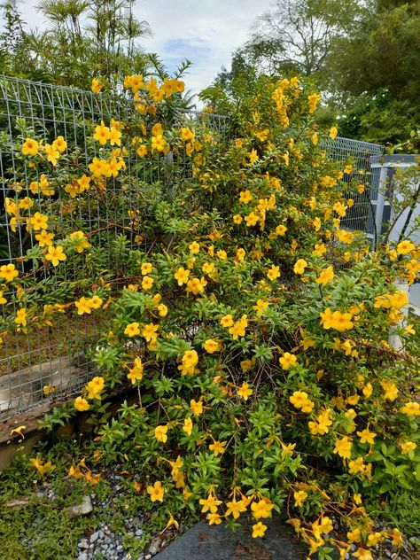 My alamanda near the fence. The Fence, Fence, Grapes, Plants, Flowers