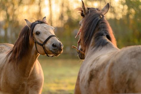 Types Of Horses Breeds, Paint Horse Breed, Quater Horses, Common Horse Breeds, Unique Horses, Rare Horse Breeds, Largest Horse Breed, Different Horse Breeds, Rare Horses