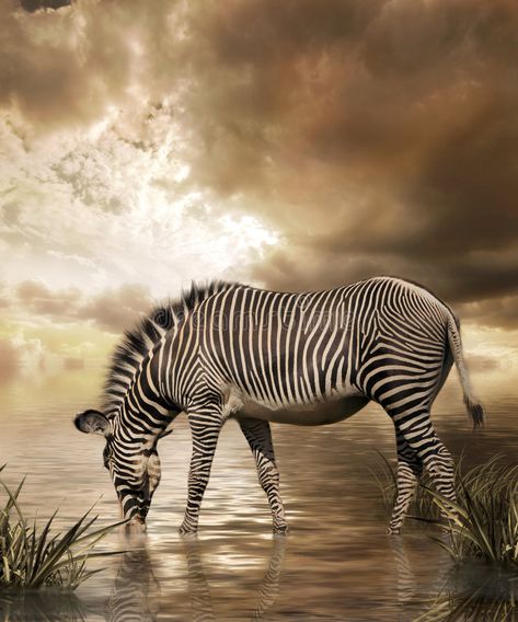 Zebra Wall Art, Zebra Wall, Cloud Canvas, Stretched Canvas Wall Art, Fine Art Photography Print, Photography Prints Art, Sky And Clouds, Nature Images, Wall Art Pictures