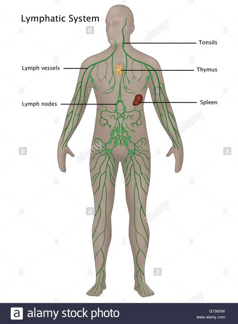 Download this stock image: Illustration of the lymphatic system in the male anatomy. Labeled from top to bottom are: tonsils, thymus, lymph vessels, spleen, and lymph nodes. - G156XW from Alamy's library of millions of high resolution stock photos, illustrations and vectors. Anatomy Labeled, Lymph Vessels, Male Anatomy, Lymph Nodes, Medical Knowledge, Top To Bottom, Photo Illustration, Image Illustration, Biology