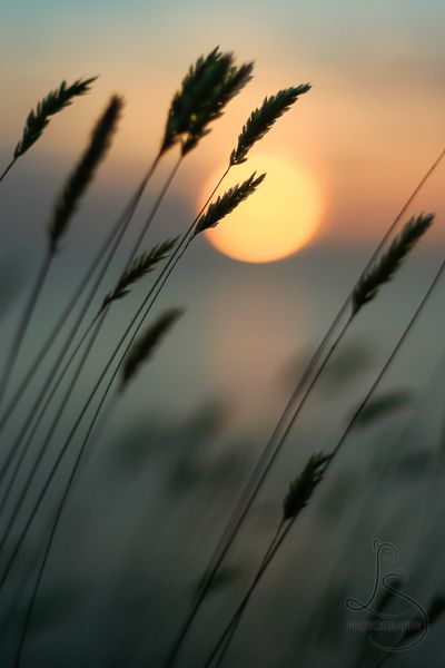 This Week on 500px | LotsaSmiles Photography | This photo of wispy reeds at sunset was featured this week on 500px. Click to see the story behind the photo and see the full gallery! | #photoblog #photography #gallery #sunset #silhouette San Juan Island, Silhouette Photography, Landscape Photography Tips, Photography Jobs, Quotes About Photography, Nature Wallpaper, Beautiful Photography, Beautiful Wallpapers, Nature Pictures