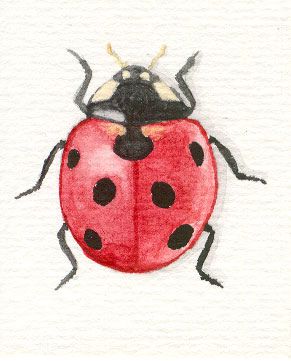 Watercolor ladybugs | Recent Photos The Commons Getty Collection Galleries World Map App ... How To Draw A Ladybug, How To Draw Ladybug, Ladybugs Drawing, Simple Ladybug Drawing, Cute Bug Art, Ladybird Painting, Ladybug Drawing Simple, Ladybug Sketch, Lady Bird Drawing