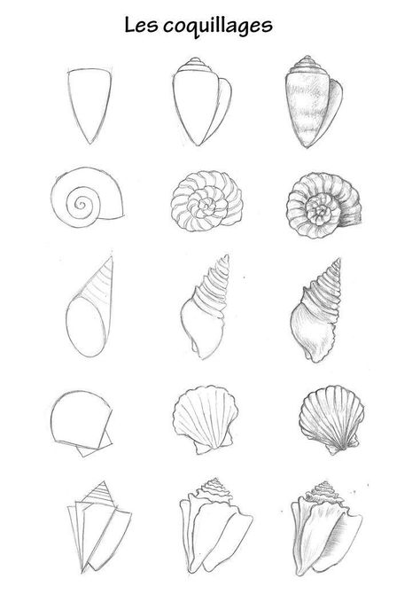 Under The Sea Animals Drawings, Sea Creatures Drawing Ocean, Sea Shell Drawing Easy, Simple Ocean Animal Drawing, Sea Creatures Painting Easy, How To Draw A Shell, Seashell Drawing Simple, Sea Life Drawings Easy, Easy Sea Creature Drawings