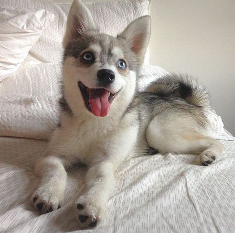 Klee Kai Dog, Alaskan Klee Kai Puppy, Mini Husky, Siberian Dog, Alaskan Malamute Puppies, Cute Husky Puppies, Tik Tok Videos Funny, Alaskan Klee Kai, Alaskan Husky