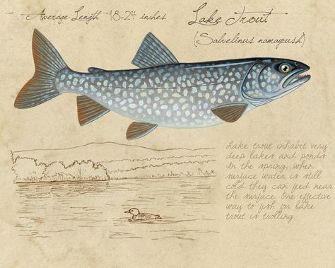 Lake Trout 8x10 limited edition print by by StoneridgeArtStudios Trout Art, Lake Trout, Fly Fishing Art, Trout Fishing Tips, Fishing Art, Brook Trout, Fly Fisherman, Watercolor Fish, Brown Trout