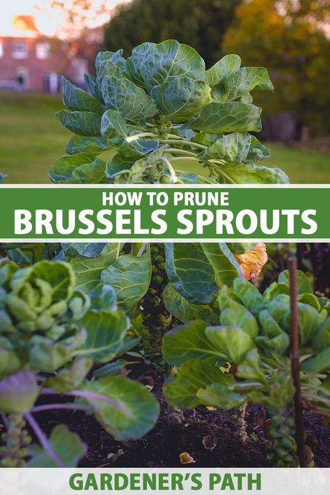 A close up vertical image of a garden bed growing brussels sprouts with trees and a residence in soft focus in the background. To the center and bottom of the frame is green and white printed text. Growing Brussel Sprouts, Harvesting Brussel Sprouts, Growing Brussels Sprouts, Brussel Sprout Plant, Garden 101, Homestead Gardening, Raised Gardens, Fall Gardening, Herb Gardening