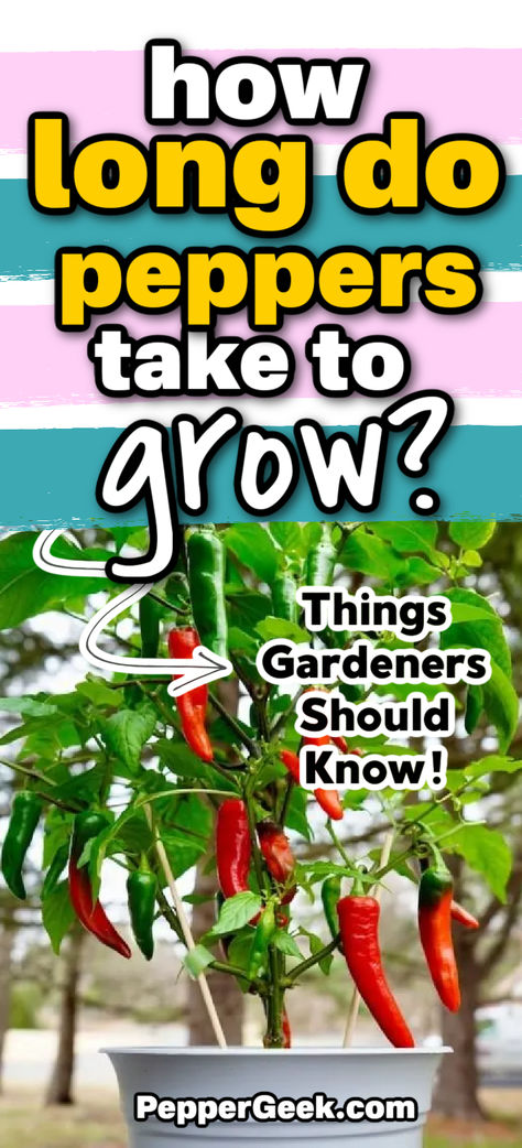 If you are new to growing peppers, you will likely want to know how long they will take to grow. Peppers take longer to grow than many other common vegetable crops. If you’re looking for a short-season plant, peppers aren’t a great choice! However, the longer wait is well worth it for the delicious outcome (of course I’m a bit biased…). So, in this article, you’ll learn how long peppers take to grow from seed to harvest. Victory Garden Plans, Long Hot Peppers, Growing Hot Pepper, Grow Peppers, Grow From Seed, Growing Peppers, Hot Pepper Seeds, Windowsill Garden, Small Vegetable Gardens