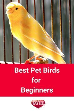 Are you thinking of getting a pet bird? Use our blog to help you! Earth Princess, Best Pet Birds, Birds For Sale, Big Birds, Canary Birds, Finches Bird, Amazing Birds, Documentary Movies, Bird Care