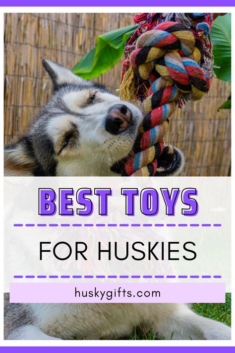 Best toys for huskies Husky Tail, Siberian Husky Training, Husky Training, Puppy Items, Dog Den, Husky Photos, Puppy Chew Toys, Husky Funny, Tail Wagging