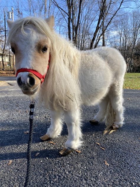 Horses, Mini Horse