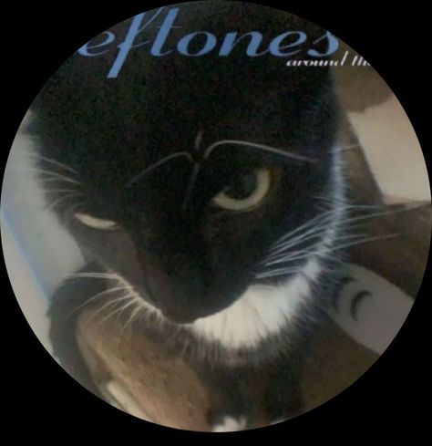 deftones  cat fish eye lenses fisheye round pfp around the fur Deftones Cat, Fish Eye Pfp, Eye Pfp, Fish Eye, Fish, Black And White, White, Black