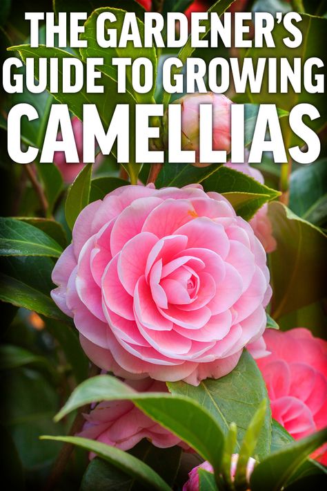 Garden Ideas Ireland, Camellia Tree, Shade Loving Shrubs, Camellia Plant, Plants Under Trees, Grow Gorgeous, Garden Shrubs, Evergreen Plants, Camellia Flower