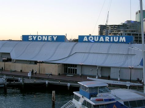 Sea Life Sydney Aquarium Sydney Aquarium, Sea Life Aquarium, Bondi Icebergs, Big Aquarium, Underwater Sea, At The Sea, The Aquarium, Wildlife Park, Exotic Places