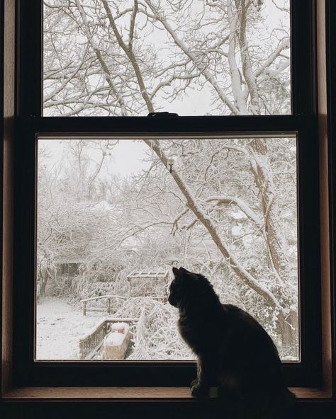 Aesthetic Dark Cat, Indoor Photo Ideas, Shadow Window, Winter Photo Ideas, Chickens In The Winter, Cat Shadow, Photos Winter, Winter Window, Winter Photo