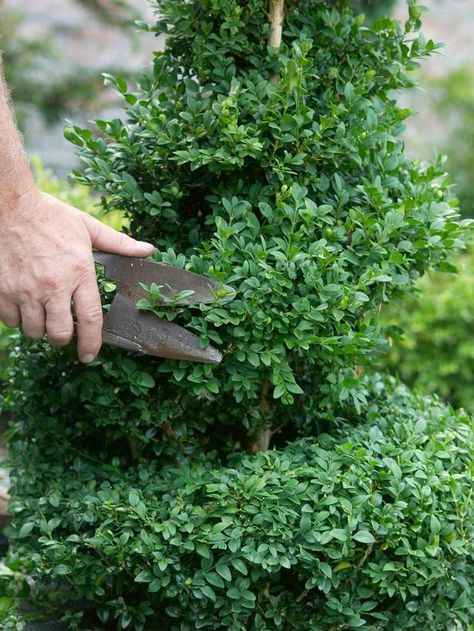 creating a boxwood topiary, gradually round off edges for winding tube look Topiary Ideas, Spiral Topiary, Boxwood Landscaping, Boxwood Tree, Boxwood Garden, Topiary Plants, Topiary Garden, Boxwood Topiary, Formal Garden