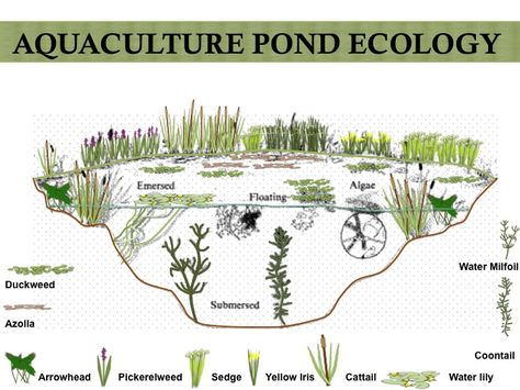 Pond ecology- Aquaculture Food web Aquaponics Indoor, Tanaman Air, Permaculture Design Course, Taman Air, Aquatic Plant, Swimming Pond, Natural Pond, Natural Swimming Pools, Permaculture Design