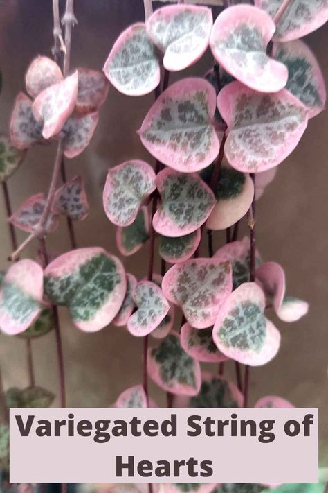 The Variegated Chain of hearts (Ceropegia Woodii Variegata) is an eye catching string of things plant for sure. It's pink and green heart shaped leaves on trailing vines are easy care so cute! This is a 'must have plant' for your succulent collection. Read our care guide and learn the tricks and tips for keeping your rosary vine happy. #succulent #stringofhearts #stringofthings Chain Of Hearts Plant, Variegated String Of Hearts, String Of Hearts Plant, Ceropegia Woodii, Chain Of Hearts, Orchid Seeds, Low Light Indoor Plants, Live House Plants, String Of Hearts