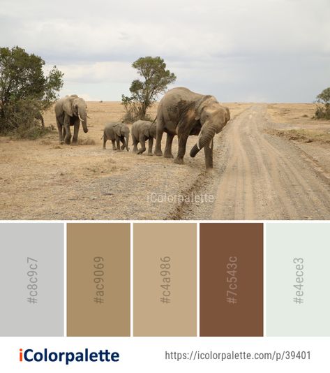 Color palette theme related to african elephant, ecosystem, elephant, elephants and mammoths, herd, Image, indian elephant, safari, savanna, tusk, wildlife, .   Download color palette as Pdf, Adobe swatch and more. Best Color Palettes, Colour Wheel Theory, Elephant Safari, Elephant Colour, African Colors, Color Palette Ideas, Indian Colours, House Color Palettes, Palette Ideas