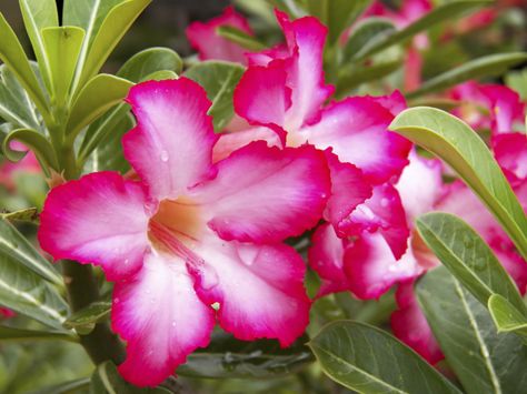 Plant lovers are always looking for easy to grow, unique plants with a fun aspect. Adenium desert rose plants are perfect specimens for the intrepid or novice gardener. This article provides additional information for growing desert rose plants. Desert Rose Care, Propagating Roses, Rose Plant Care, Desert Rose Plant, Rose Plant, Pink Desert, Rose Trees, Growing Roses, Nail Swag