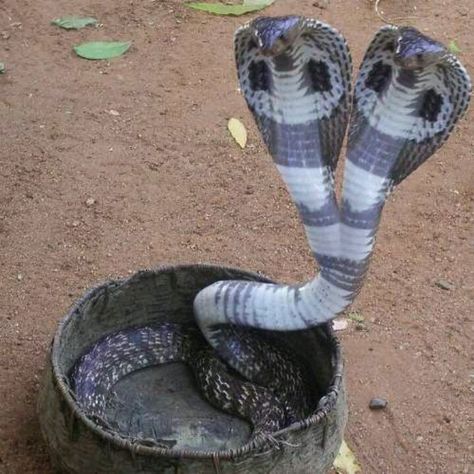 Two-headed cobra King Cobra Snake, Snake Photos, Colorful Snakes, Pretty Snakes, Cobra Snake, Cute Reptiles, Cute Snake, Reptile Snakes, Beautiful Snakes